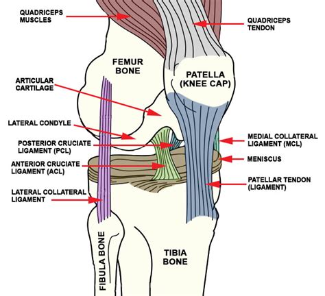 knee near sausalito|Knee Anatomy: Bones, Muscles, Tendons, and Ligaments .